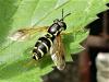 Chrysotoxum festivum